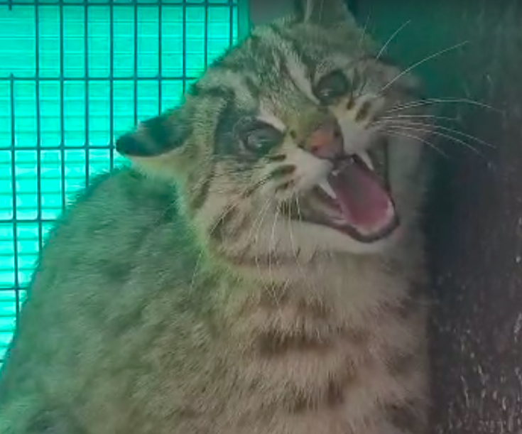 лесной кот